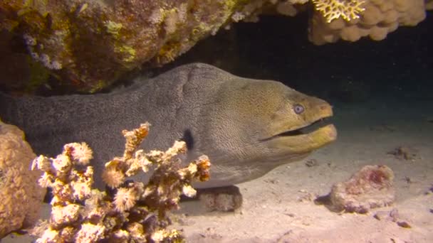 Buceo en el Mar Rojo cerca de Egipto. Misteriosas inmersiones nocturnas. Por la noche la anguila gigante Moray es la más agresiva . — Vídeo de stock