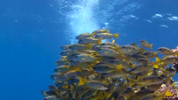 Potápění v Rudém moři nedaleko Egypta. Barevné hejno ryb sekáče. — Stock video
