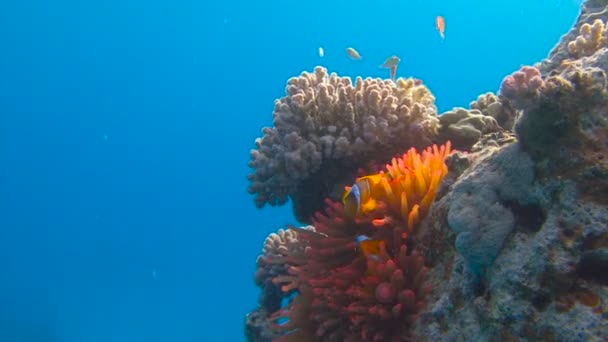 Búvárkodás a Vörös-tenger közelében Egyiptom. Szimbiózis, bohóc-halak és korallok.