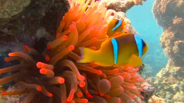 Duiken in de rode zee in de buurt van Egypte. Symbiose van clown vis en anemonen. — Stockvideo