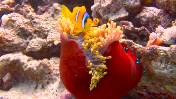 Potápění v Rudém moři nedaleko Egypta. Symbióza clown ryb a sasanky. — Stock video