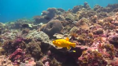 Sarı arothron balık. Heyecan verici mafya Adası dalış. Tanzanya. Hint Okyanusu.