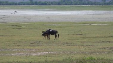 Antilop yakın: Yeni doğmuş bir yavru. Safari - Afrika savana yolculuk. Tanzanya.