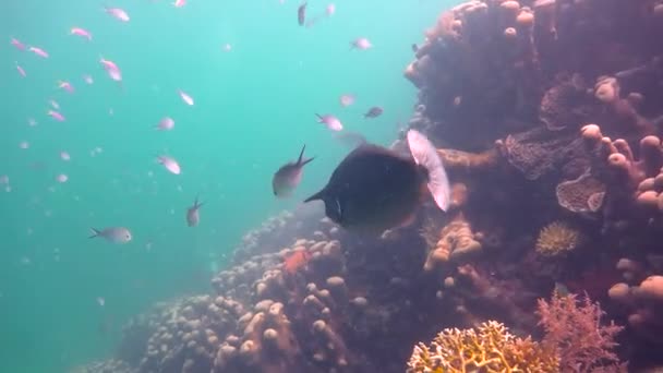 Peixe rinoceronte. Mergulho emocionante na ilha da Máfia. Tanzânia. Do oceano Índico . — Vídeo de Stock