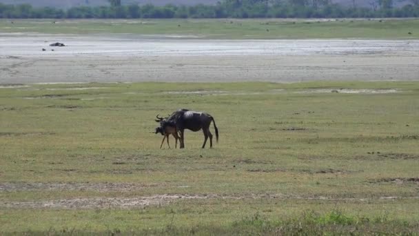 Wildebeest cerca de un ternero recién nacido. Safari - viaje a través de la sabana africana. Tanzania . — Vídeos de Stock