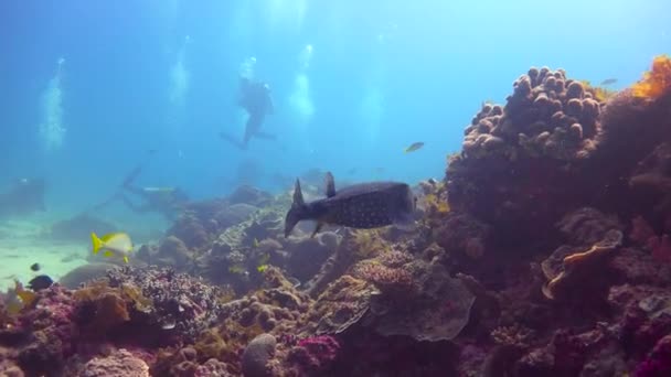 Boxfish. Spännande dykning utanför ön av maffian. Tanzania. I Indiska oceanen. — Stockvideo