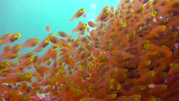 Стеклянная рыба. Захватывающий дайвинг у острова Мафия. Танзания. Индийского океана . — стоковое видео