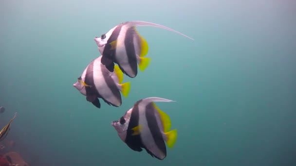 Flag butterfly fish. Exciting diving off the island of Mafia. Tanzania. Of the Indian ocean. — Stock Video