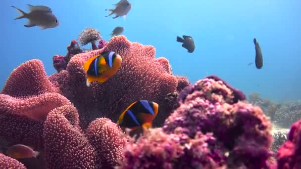 Szimbiózis, bohóc-halak és korallok. Izgalmas búvárkodás le a maffia sziget. Tanzánia. Az Indiai-óceán. — Stock videók