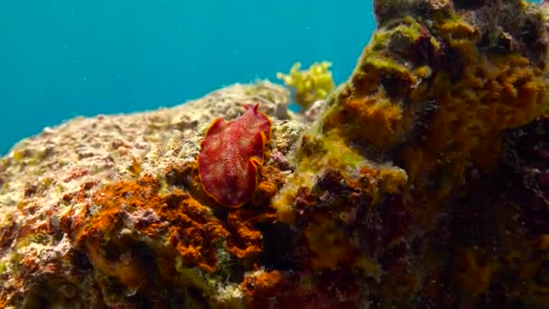 Des nudibranches. Plongée passionnante au large de l'île de la Mafia. Tanzanie. De l'océan Indien . — Video