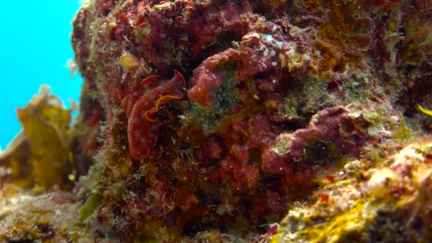 Nudibranchs. Exciting diving off the island of Mafia. Tanzania. Of the Indian ocean. — Stock Video