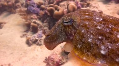 Firavun mürekkep balığı. Heyecan verici mafya Adası dalış. Tanzanya. Hint Okyanusu.