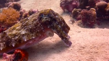 Firavun mürekkep balığı. Heyecan verici mafya Adası dalış. Tanzanya. Hint Okyanusu.