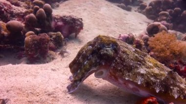 Firavun mürekkep balığı. Heyecan verici mafya Adası dalış. Tanzanya. Hint Okyanusu.