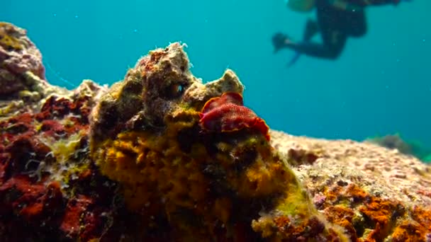 Nudibranquios. Emocionante buceo fuera de la isla de la Mafia. Tanzania. Del océano Índico . — Vídeos de Stock