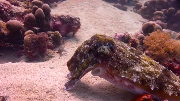 Farao bläckfisk. Spännande dykning utanför ön av maffian. Tanzania. I Indiska oceanen. — Stockvideo