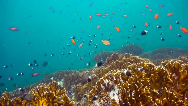 Colorful coral reef. Exciting diving off the island of Mafia. Tanzania. Of the Indian ocean. — Stock Video