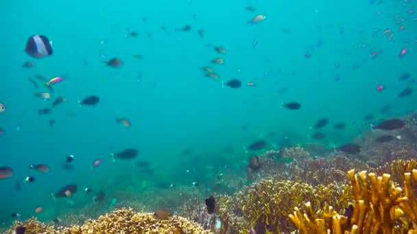 Barriera corallina colorata. Emozionanti immersioni al largo dell'isola di Mafia. Tanzania. Dell'oceano Indiano . — Video Stock