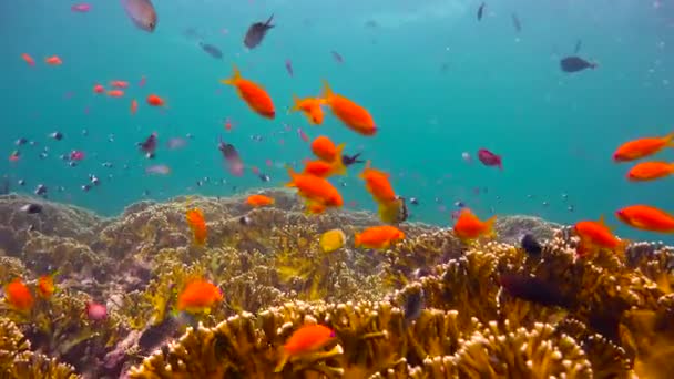 화려한 산호초입니다. 마피아의 섬 떨어져 다이빙에 흥미 진 진한. 탄자니아입니다. 인도양의. — 비디오