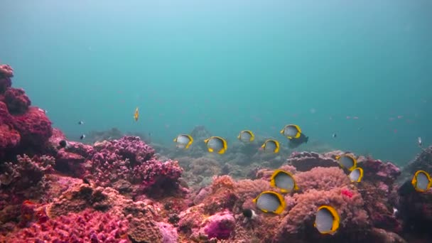 Butterfly fish. Exciting diving off the island of Mafia. Tanzania. Of the Indian ocean. — Stock Video