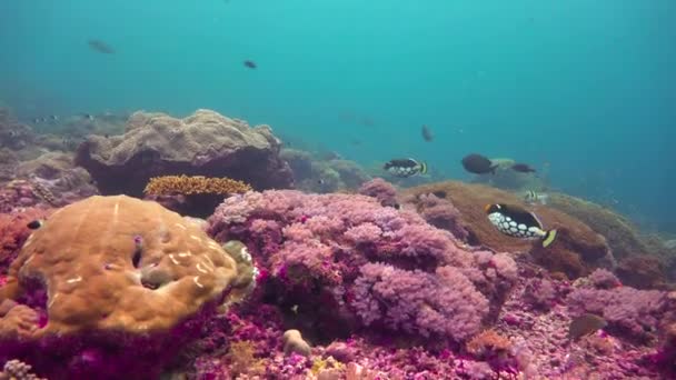 Pez gatillo payaso. Arrecife de coral colorido. Emocionante buceo fuera de la isla de la Mafia. Tanzania. Del océano Índico . — Vídeos de Stock