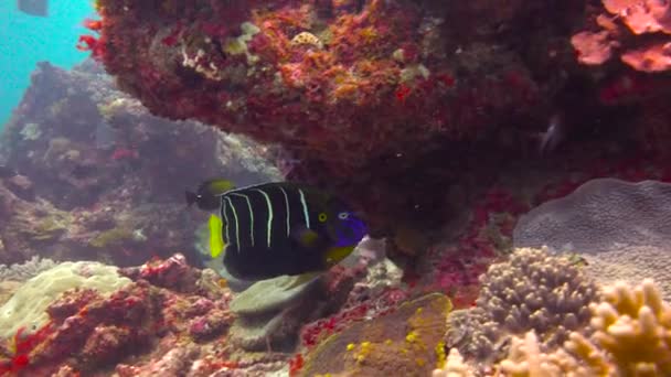 Smaragd kejsarfiskar. Färgglada korallrev. Spännande dykning utanför ön av maffian. Tanzania. I Indiska oceanen. — Stockvideo