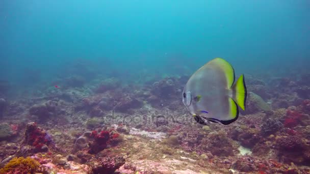 Platax. Spännande dykning utanför ön av maffian. Tanzania. I Indiska oceanen. — Stockvideo