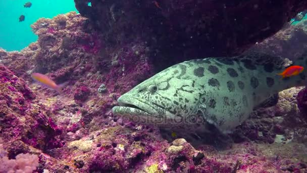 Il pesce cernia femmina incinta. Emozionanti immersioni al largo dell'isola di Mafia. Tanzania. Dell'oceano Indiano . — Video Stock
