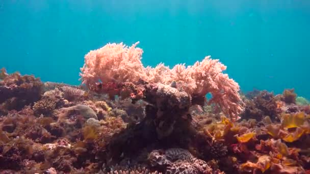 Barevný korálový útes. Vzrušující potápění z ostrova mafie. Tanzanie. Indického oceánu. — Stock video