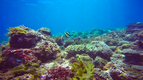 Zanclus cornutus. Exciting diving off the island of Mafia. Tanzania. Of the Indian ocean. — Stock Video