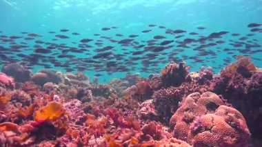  Renkli mercan resif. Heyecan verici mafya Adası dalış. Tanzanya. Hint Okyanusu.