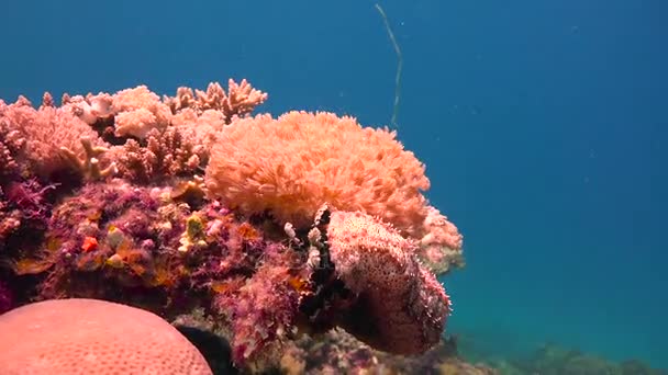 Mořské okurky. Vzrušující potápění z ostrova mafie. Tanzanie. Indického oceánu. — Stock video