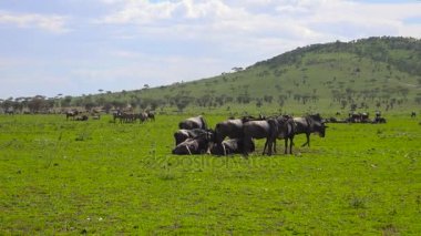 Zebra ve antilop sürüsü. Safari - Afrika savana yolculuk. Tanzanya.