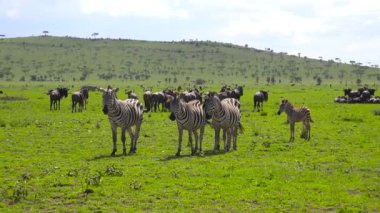 Zebra ve antilop sürüsü. Safari - Afrika savana yolculuk. Tanzanya.