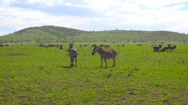 Zebra ve antilop sürüsü. Safari - Afrika savana yolculuk. Tanzanya.