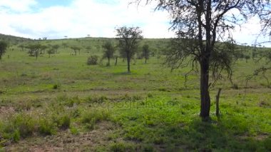 Çitalar çifti. Safari - Afrika savana yolculuk. Tanzanya.