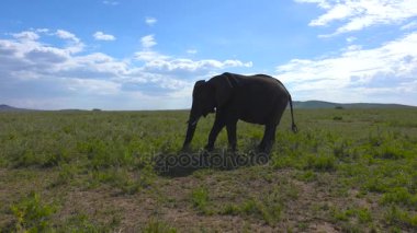 Afrika filleri. Safari - Afrika savana yolculuk. Tanzanya.