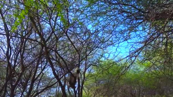 Opice kočkodani. Safari - cesta přes africké savany. Tanzanie. — Stock video
