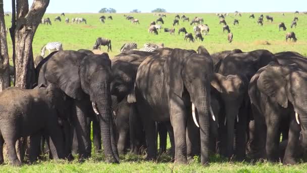 Afrikaanse olifanten. Safari - reis door de Afrikaanse savanne. Tanzania. — Stockvideo