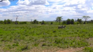  Zebra ve antilop sürüleri. Safari - Afrika savana yolculuk. Tanzanya.