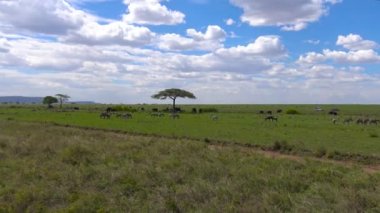  Zebra ve antilop sürüleri. Safari - Afrika savana yolculuk. Tanzanya.