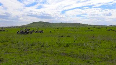 Zebra ve antilop sürüleri. Safari - Afrika savana yolculuk. Tanzanya.