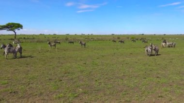  Zebra ve antilop sürüleri. Safari - Afrika savana yolculuk. Tanzanya.