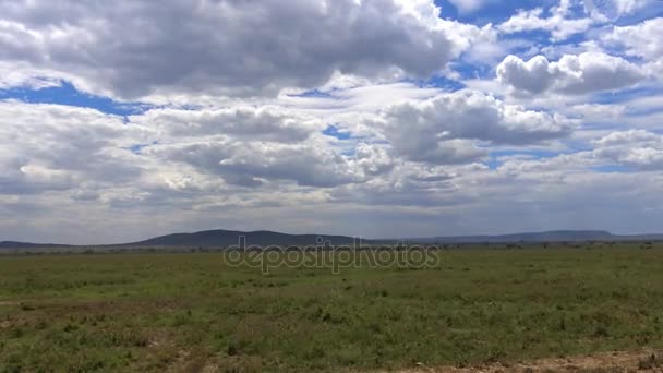 Safari - voyage à travers la savane africaine. Tanzanie . — Video