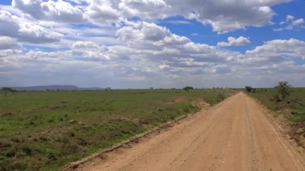 Safari - viaje a través de la sabana africana. Tanzania . — Vídeos de Stock