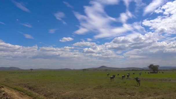 Stáda zebry a pakoně. Safari - cesta přes africké savany. Tanzanie. — Stock video