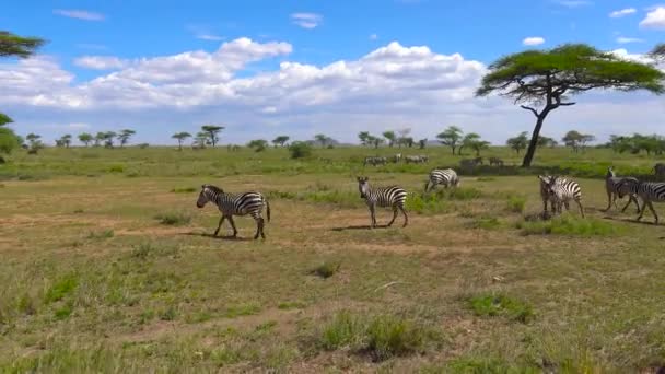 얼룩말과 누 우 떼 사파리-아프리카 사바나를 통해 여행입니다. 탄자니아. — 비디오