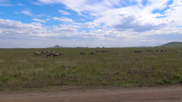 Κοπάδια από ζέβρες και τα γκνου (wildebeest). Σαφάρι - ταξίδι στο της αφρικανικής σαβάνας. Τανζανία. — Αρχείο Βίντεο