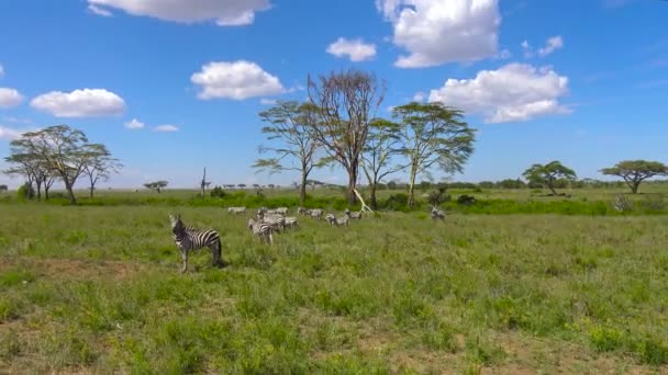 Zebra és GNÚ-csordák. Safari - utazás az afrikai szavanna. Tanzánia. — Stock videók