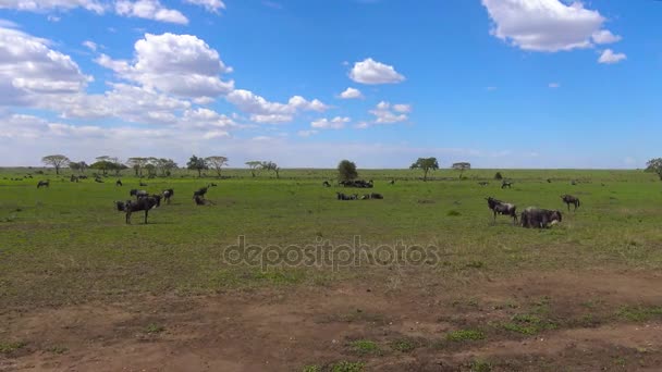 Manadas de Zebra e gnus. Safari - viagem pela Savannah Africana. Tanzânia . — Vídeo de Stock